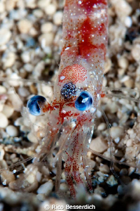 Shrimp by Rico Besserdich 